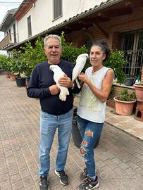 Baby Pappagallo Cacatua Alba