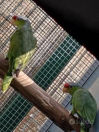 COPPIA AMAZZONI FRONTE ROSSA 8 ANNI
