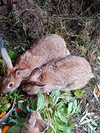 Coppia conigli 6 mesi 35