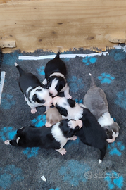 Cuccioli di Border Collie