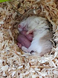 Cricetini orsetti di roborowsky