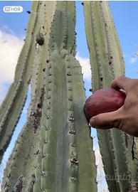 Talee cactus cereus dragon pitaya