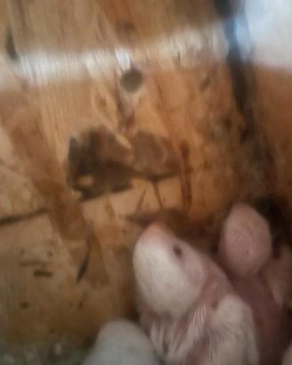 Pappagalli inseparabili da imbecco bianco albino