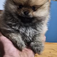 Spitz Pomerania