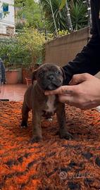 Cuccioli Staffordshire