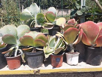 piante grasse e succulenti. 