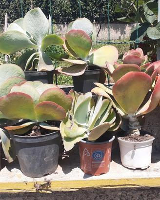 piante grasse e succulenti. 