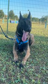 Malinois con Pedigree - Disponibile per monta