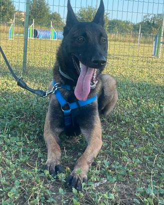 Malinois con Pedigree - Disponibile per monta