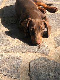 Bassotto kaninchen maschio per monta