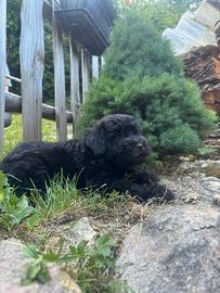 Cucciolo cane pastore bergamasco