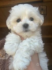 Maltesi mini maltese