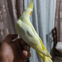 Calopsite allevate a mano