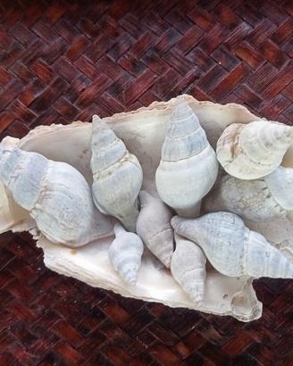 lotto di 10 conchiglie naturali gasteropodi 