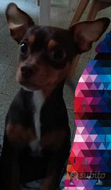 Pincher