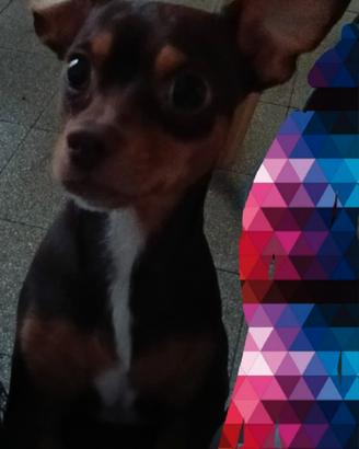 Pincher