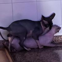 Sphynx gatti senza pelo