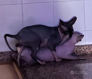 Sphynx gatti senza pelo