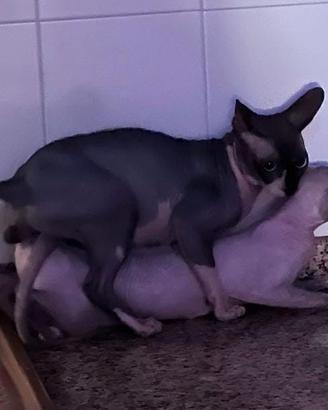 Sphynx gatti senza pelo