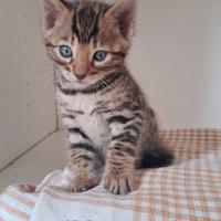 Gattini Bengala con pedegree