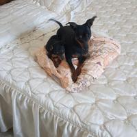 Cucciola di pinscher nano