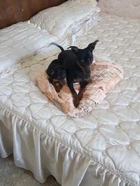 Cucciola di pinscher nano