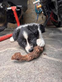 Cuccioli Border Collie