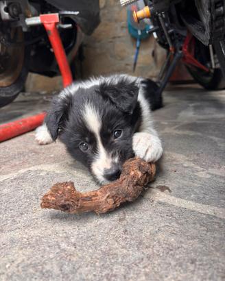 Cuccioli Border Collie