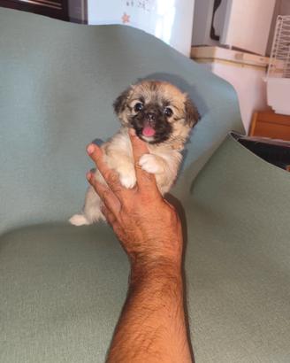 chihuahua Toy pelo lungo 