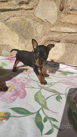 Pinscher toy