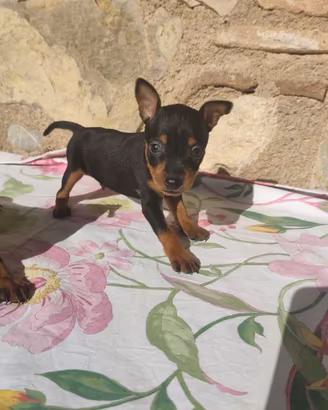 Pinscher toy