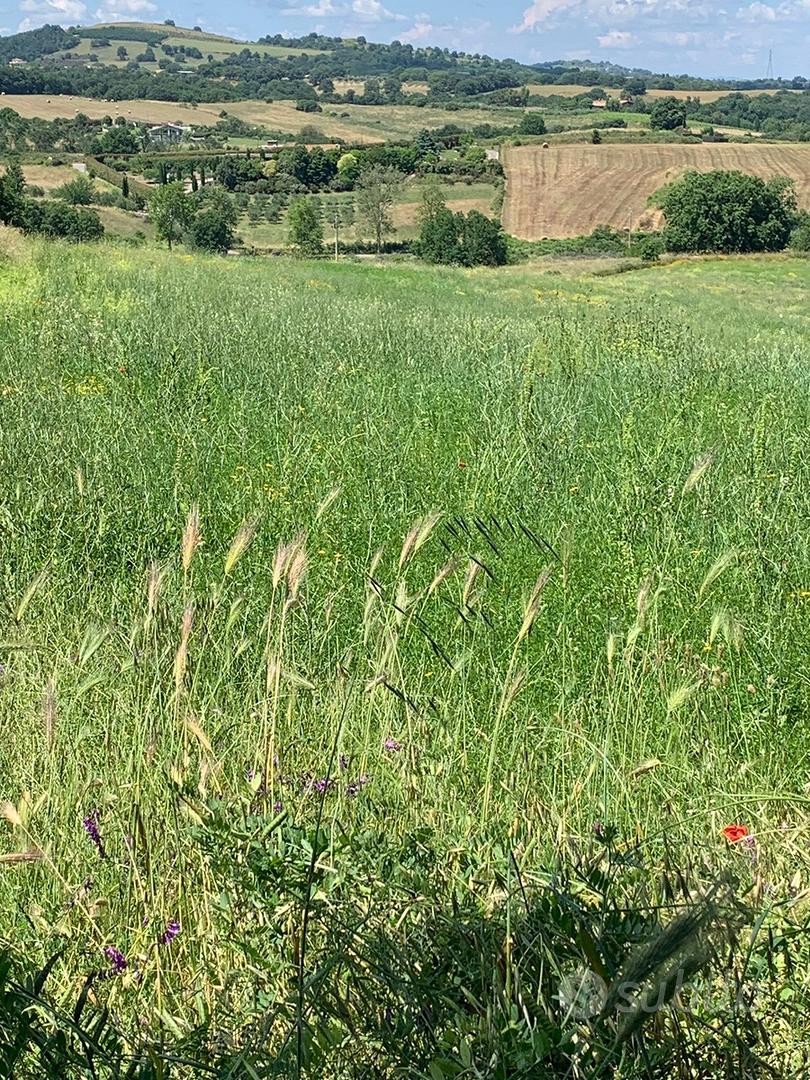 Terreno agricolo Trevignano Romano - Vista 3