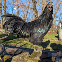 Cemani giovane gallo nato in casa