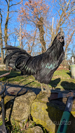 Cemani giovane gallo nato in casa