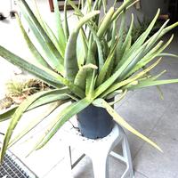 Aloe piantine in vaso