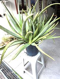 Aloe piantine in vaso