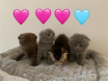 Scottish fold