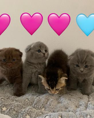 Scottish fold