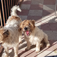 Jack Russel con pedigree