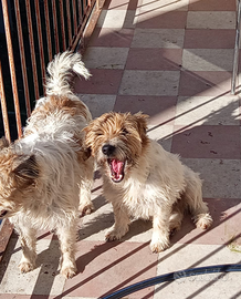 Jack Russel con pedigree