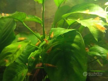 Neo caridine orange sakura