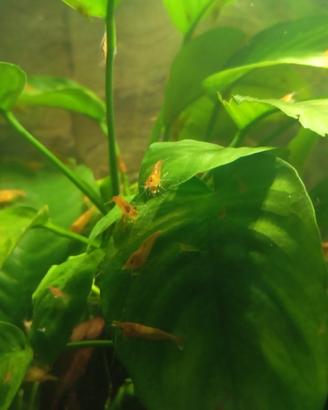 Neo caridine orange sakura