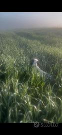 Setter inglese