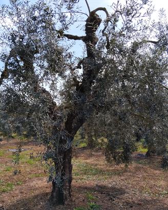Uliveto - olio DOP Colline Pontine