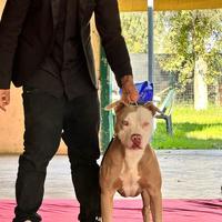 Pit bull