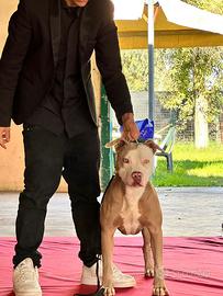 Pit bull