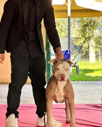 Pit bull