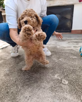 Barboncino toy