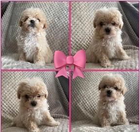 Cuccioli maltipoo M e F