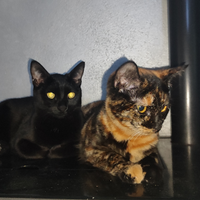 Gattini amorevoli